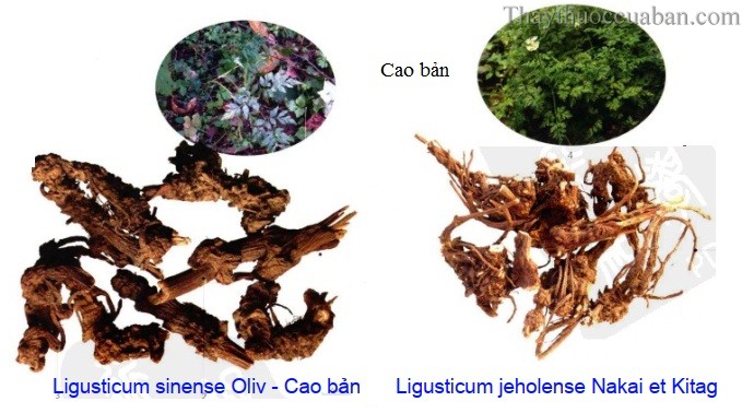 Cây Cảo bản. Ligusticum sinense Oliv - Cây Thuốc Nam Quanh Ta
